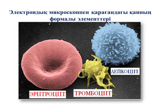 Способы достижения целей обучения по биологии